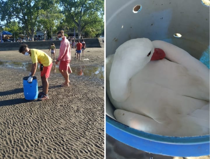 Rescatan cisne blanco en la Ribera de Quilmes