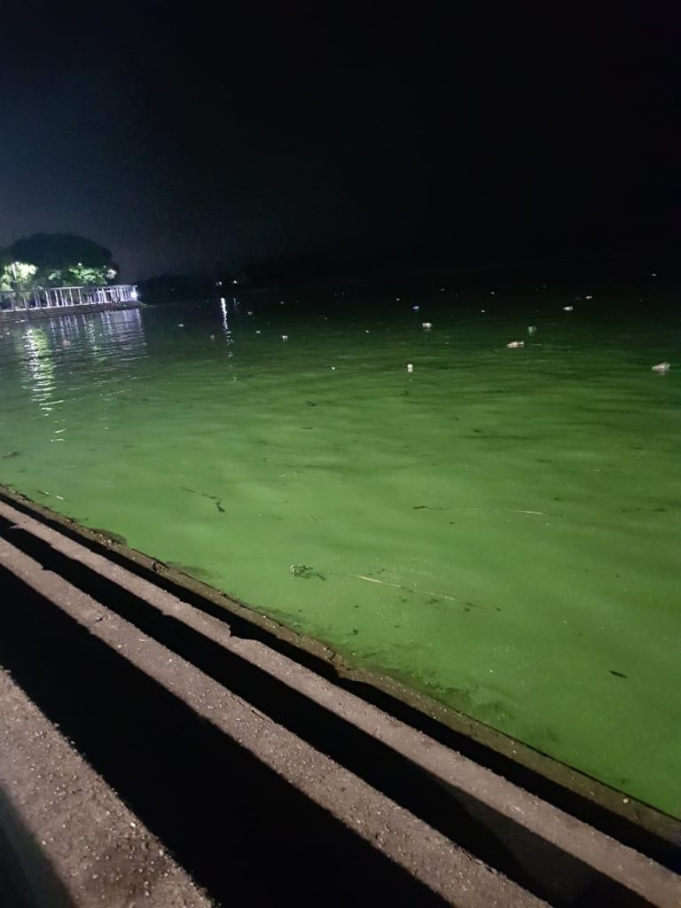 Volvieron las algas al Río de la Plata