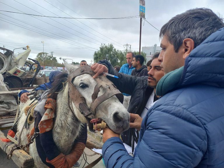 Censado de equinos en Quilmes